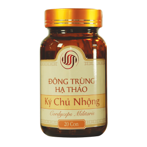 Đông Trùng Hạ Thảo Ký Chủ Nhộng VnHerbs Hộp Giấy 20 Con