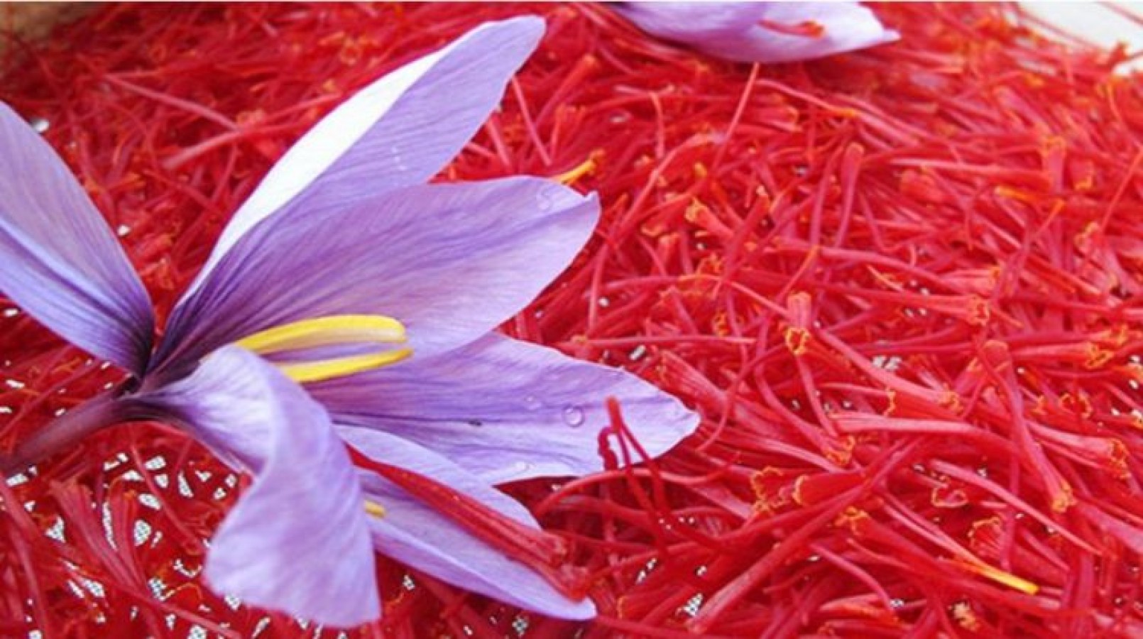 Nhụy Hoa Nghệ Tây Dòng Negin Saffron Gohar