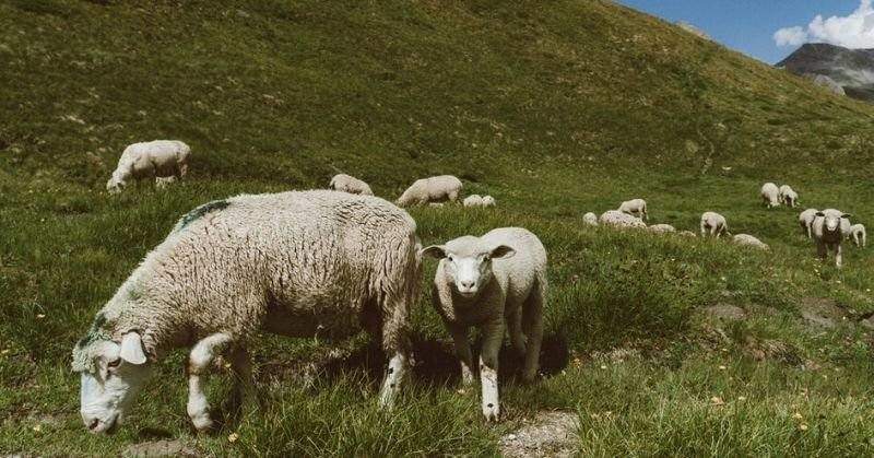 nhau thai cừu, nhau thai cừu là gì, viên uống nhau thai cừu, nhau thai cừu có tác dụng gì, nhau thai cừu loại nào tốt nhất, nhau thai cừu mua ở đâu