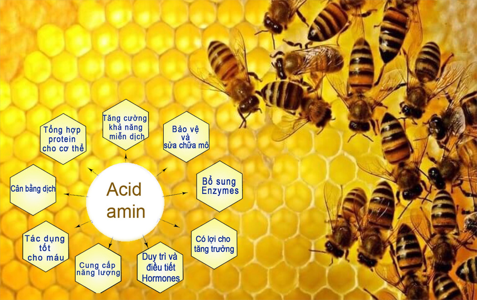sữa ong chúa, sữa ong chúa là gì, tác dụng của sữa ong chúa, cách sử dụng sữa ong chúa, sữa ong chúa có tác dụng gì, viên uống sữa ong chúa có tác dụng, viên uống sữa ong chúa loại nào tốt