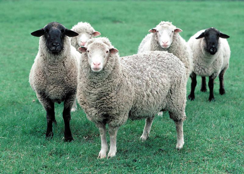 nhau thai cừu có thực sự tốt, serum nhau thai cừu sử dụng như thế nào, sử dụng nhau thai cừu như thế nào, nhau thai cừu dùng cho lứa tuổi nào