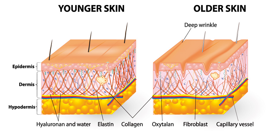 collagen, bổ sung collagen, collagen là gì, collagen loại nào tốt nhất hiện nay, khi nào cần bổ sung collagen, vai trò của collagen với làn da