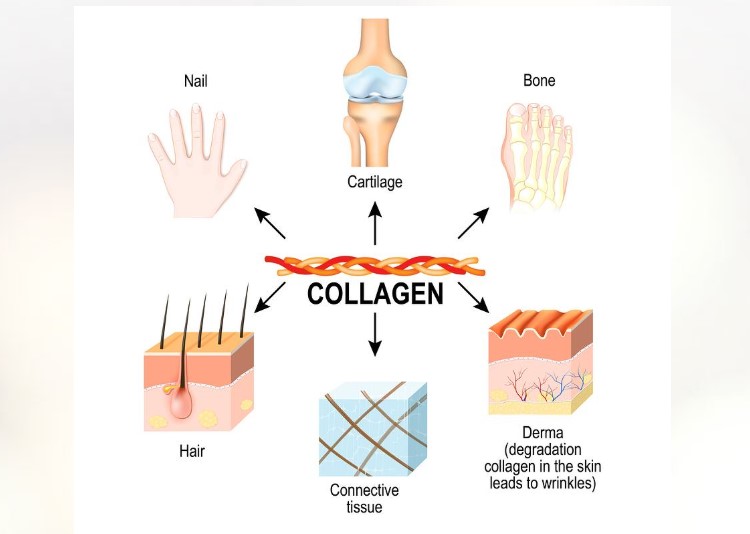 uống collagen có tốt không, uống collagen có mập ko, uống collagen nhiều có tốt không, uống collagen có béo không, uống collagen có béo ko, uống collagen tươi có tốt không, uống collagen có tăng cân không, vì sao uống collagen lại tăng cân, uống collagen có bị béo không