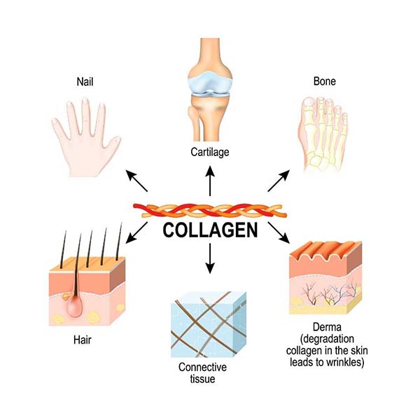 Uống Collagen có làm thay đổi nội tiết không?